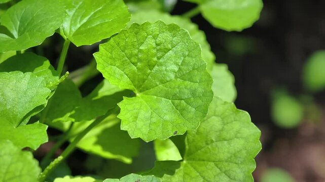 Fresh gotu kola in the garden