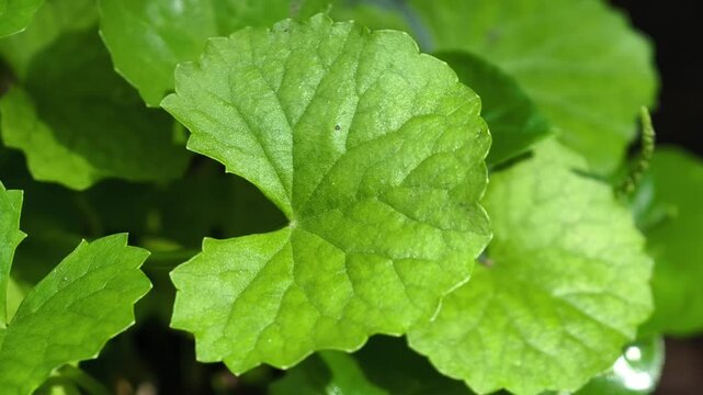 Fresh gotu kola in the garden