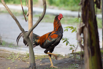 Colorful rooster walking near trees in a natural setting