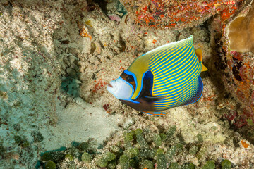 Maldives, Emperor Angelfish (Pomacanthus imperator)
