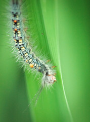 Caterpillar crawling on a green leaf under natural light in a garden setting