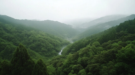 Fototapeta premium rain forest mountain landscape with fog