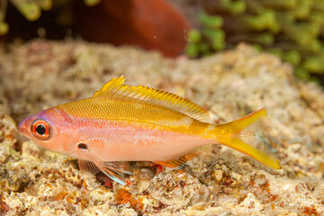 Maldives, Yellowback Anthias (Pseudanthias evansi)
