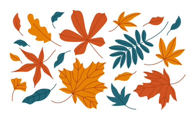 Obraz premium Set of autumn leaves in a variety of shapes and colors, including maple, oak and rowan leaves. Hand drawn vector illustration.
