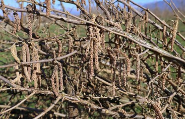 Group of hazelnut catkins and buds hanging on branches in an orchard on early springtime.