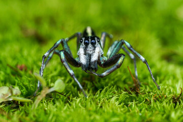 spider on a green leaf