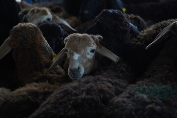 A stall with sheep. Domestic agriculture, livestock breeding.