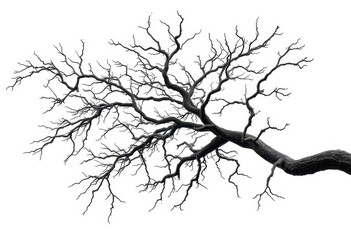 Fototapeta premium Isolated tree branches, stark white background, intricate textures, varying sizes, texture, element