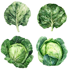 Fototapeta premium Vibrant cabbage varieties organic farm botanical illustration garden aerial view plant diversity