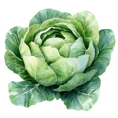 Obraz premium watercolor illustration Fresh green cabbage. on transparent cutout, PNG file