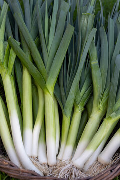 Photograph of bunch of fresh organic leeks in a basket