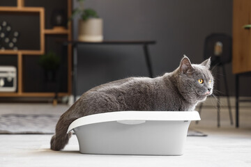Cute British Shorthair cat in litter box at home