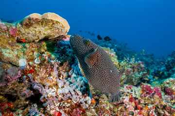 Maldives, Guineafowl Puffer (Arothron meleagris)