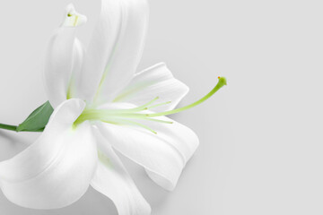 Beautiful lily flower on white background