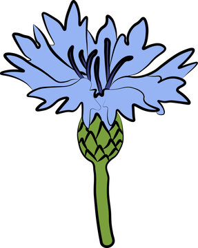 blue cornflower bloom on white background clip art preview