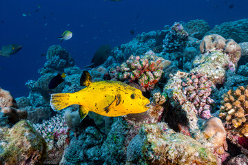 Maldives, Guineafowl Puffer (Arothron meleagris) yellow form
