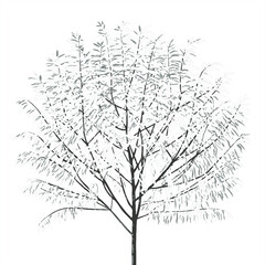 Fototapeta premium Thin leaves vector tree