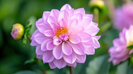 Obraz premium Vibrant Pink Dahlia Flower Bloom with Green Foliage Background