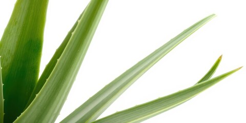 Obraz premium A vibrant, intact aloe vera leaf, isolated on pure white background, leaf, organic, desert plant