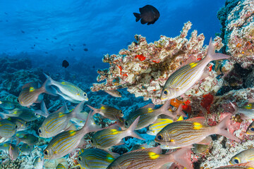 Maldives, Bigeye Yellow Snapper (Lutjanus lutjanus)