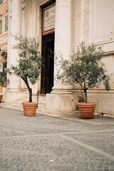 Olive Palm Tree in a Pot in Italy