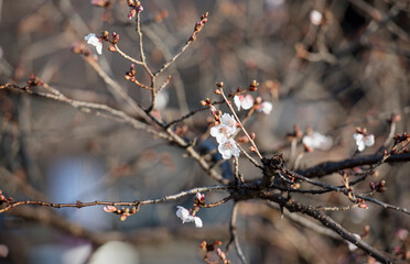 Close up of cherry blossom with sunrise