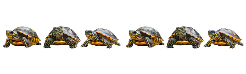 Fototapeta premium six turtles on white background reptile pattern