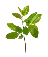 Closeup of spring twig with early green leaves isolated on white or transparent background