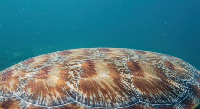 Sea Turtle Shell Pattern Underwater Close-up Calm Ocean Wildlife Nature
