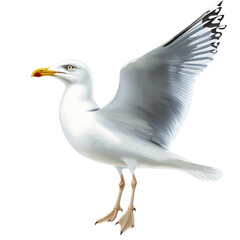 Fototapeta premium seagull bird illustration on transparent background