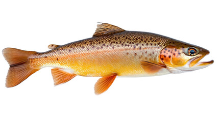 Obraz premium brown trout fish on white background, detailed profile view
