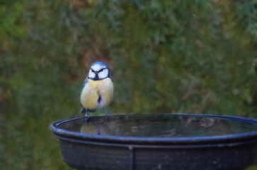 blue tit in the garden at the birdbath