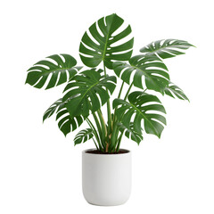 Lush Green Monstera Plant Care Guide: Tips for Indoor Environments and Home Decor Enthusiasts, PNG format 