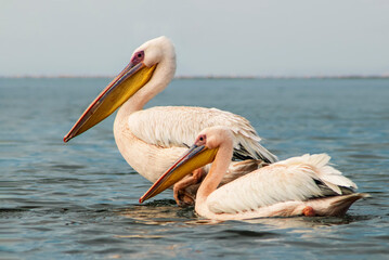 African wild birds. Great pelicans on the blue lagoon on a summer morning