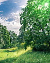 Fototapeta premium Lush green forest with a bright sunny day