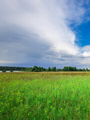 Obraz premium Field of grass with a cloudy sky in the background
