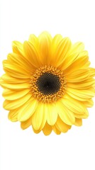 Naklejka premium yellow gerbera daisy flower