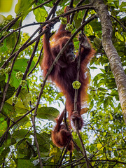 Sumatran orangutans foraging in Bukit Lawang