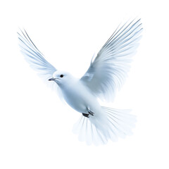 Obraz premium A close-up of a dove soaring, its wings spread wide in perfect symmetry on transparent png background. Ai generated