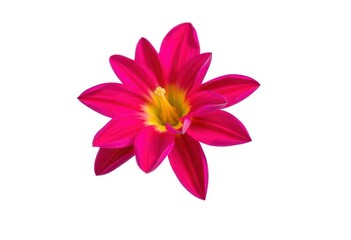 Fototapeta premium A vibrant single bloom, petals perfectly formed, isolated on pure white , decoration, white background