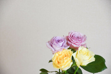 紫と黄色のばら