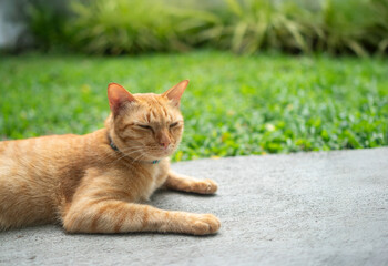 Obraz premium Gib ginger cat relax in backyard (neutered male cat)
