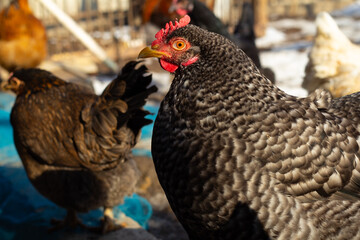 Close-up of a black-and-white speckled hen in a sunlit farmyard