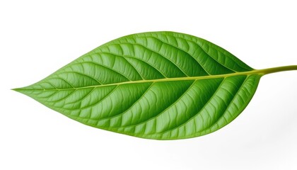 Fototapeta premium Single leaf, isolated on pure white background, simple, isolated