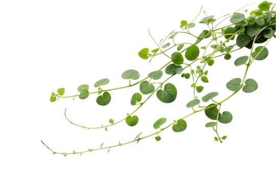 Green Tendrils – A network of thin, winding vines with tiny, circular green leaves stretches outward, forming an intricate, lively display of botanical elegance, isolated on a transparent background
