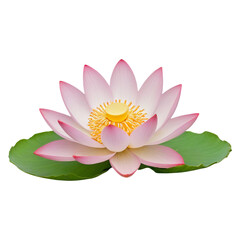 pink lotus flower
