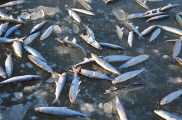 A freshly caught vendace lies on the icy surface, shimmering in the cold winter light. The frozen...