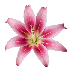 Fototapeta premium pink lily isolated on white background 