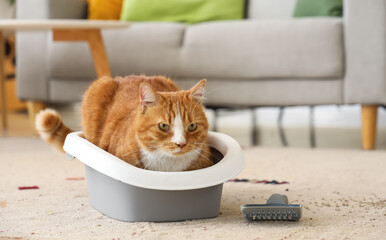 Cute cat in litter box at home