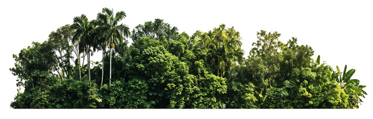 Lush green tropical forest treeline with various palm trees and dense foliage against transparent background. Rich biodiversity shown in layered vegetation canopy